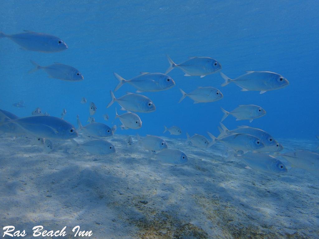 Ras Beach Inn Rasdhoo Εξωτερικό φωτογραφία