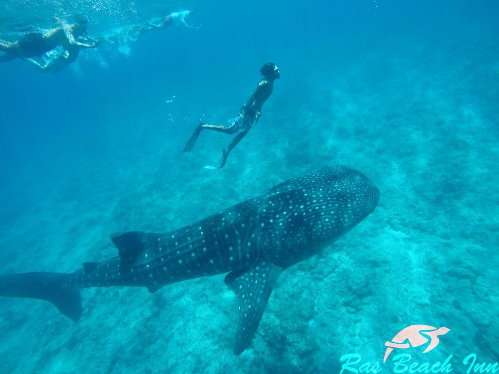 Ras Beach Inn Rasdhoo Εξωτερικό φωτογραφία