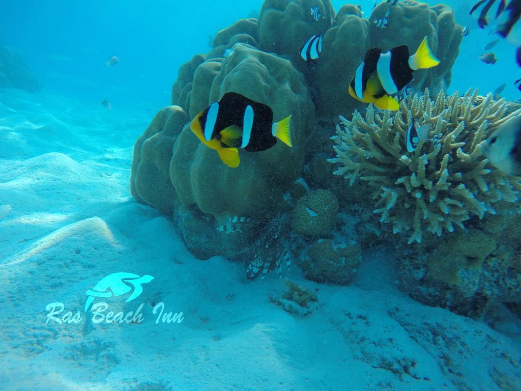 Ras Beach Inn Rasdhoo Εξωτερικό φωτογραφία
