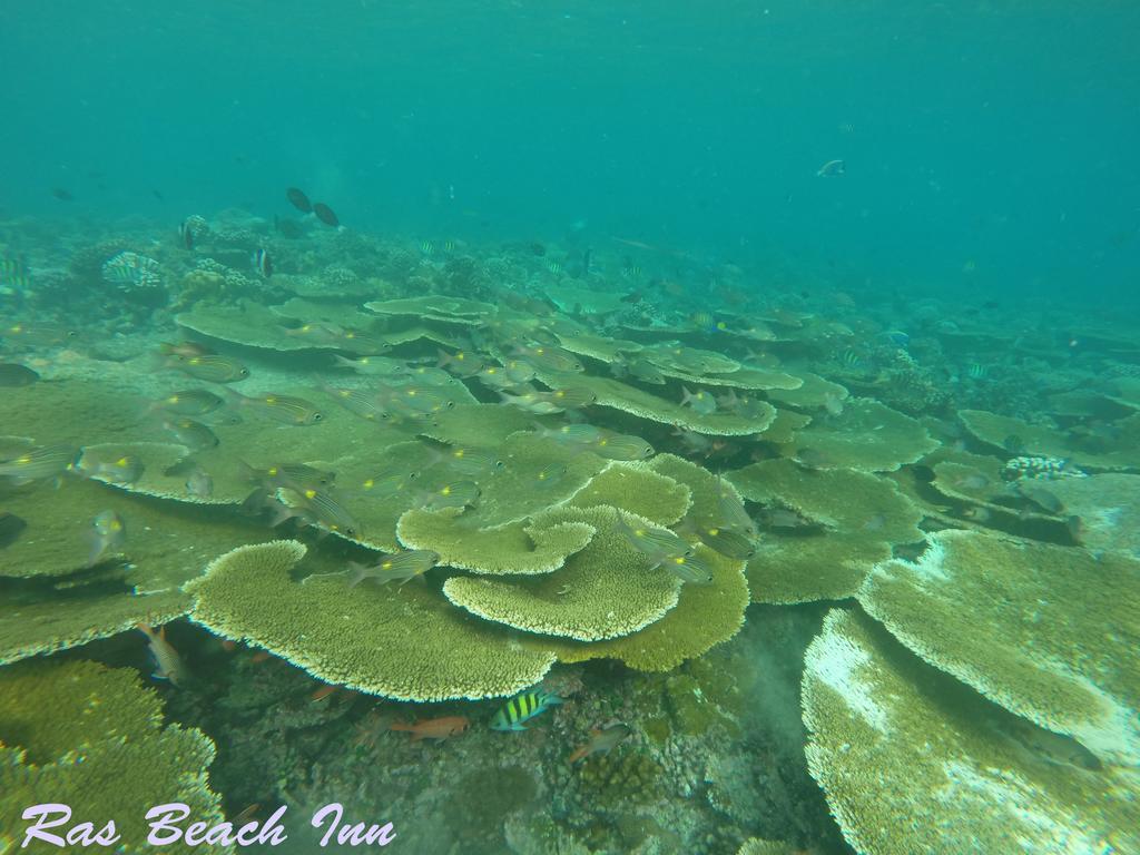 Ras Beach Inn Rasdhoo Εξωτερικό φωτογραφία